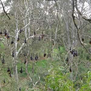 Fruit Bats or Flying Foxes, Melbourne