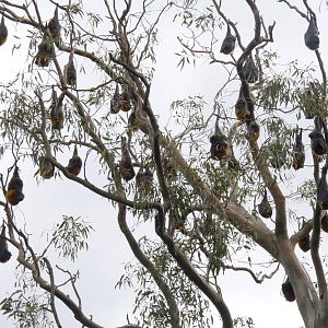 Fruit Bats or Flying Foxes, Melbourne