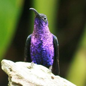 Violet Sabrewing