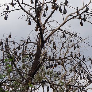 Fruit Bats, Melbourne
