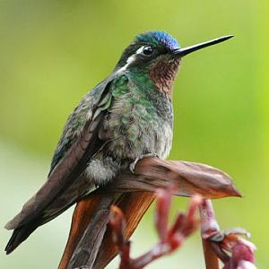 Purple-throated Mountain-gem