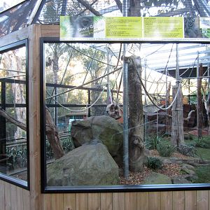 Silvery Gibbon enclosure