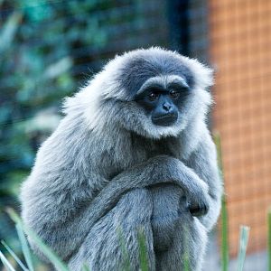 Silvery Gibbon