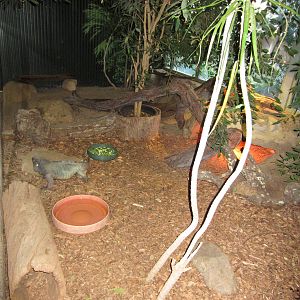 Rhino Iguana enclosure