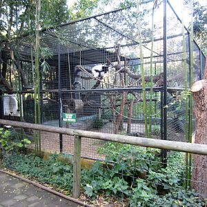 Ruffed Lemur cage