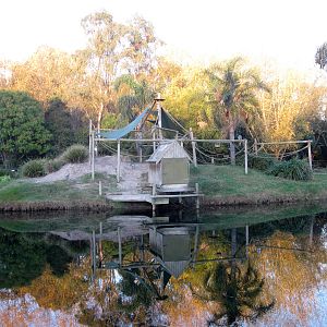 Ringtailed Lemur island