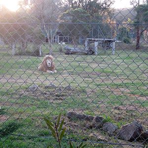 Another lion enclosure