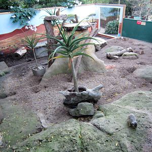 Meerkat enclosure