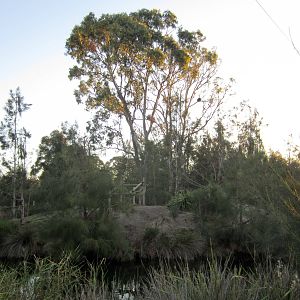 Siamang island (siamang in tree)