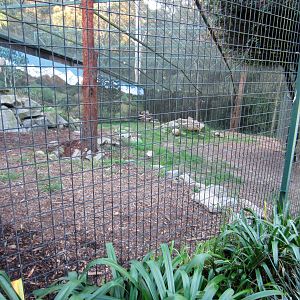 Snow Leopard enclosure