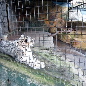 Snow Leopard sheltered part of enclosure