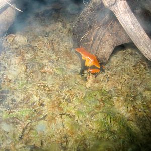 Splashback Poison-arrow Frog