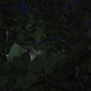 (Wild) Brown-throated Three-toad Sloth at Arenal Natura, 18/04/14