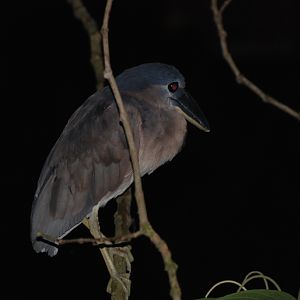 (Wild) Boat-billed Heron at Arenal Natura, 18/04/14