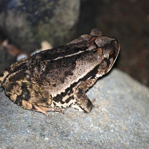 (Wild) Wet Forest Toad at Arenal Natura, 18/04/14