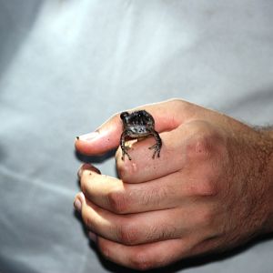 (Wild) Fitzinger's Rain Frog at Arenal Natura, 18/04/14