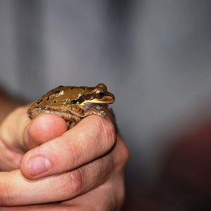 (Wild) Masked Tree Frog at Arenal Natura, 18/04/14