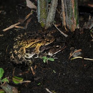 (Wild) Wet Forest Toads in Attempted Amplexus, Arenal Natura, 18/04/14