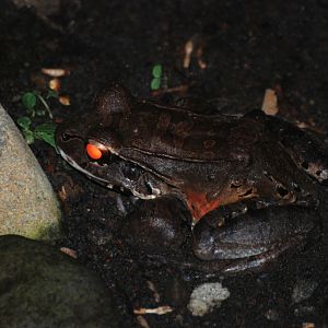 (Wild) Savage's Jungle Frog at Arenal Natura, 18/04/14