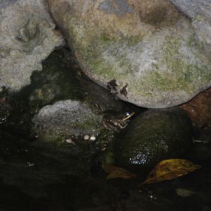 (Wild) Vaillant's Web-footed Frog at Arenal Natura, 18/04/14