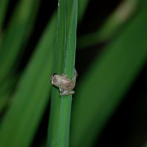 (Wild) Common Dink (or Tink) Frog at Arenal Natura, 18/04/14