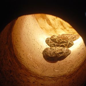 Fer-de-Lances at Arenal Natura, 18/04/14