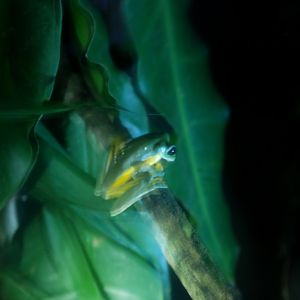 Dark-eyed Leaf Frog at Arenal Natura, 18/04/14