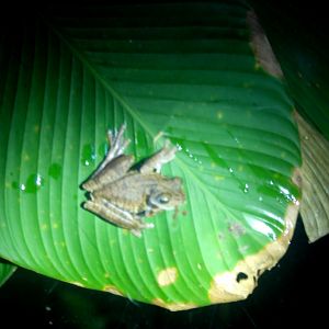 Rosenberg's Tree Frog at Arenal Natura, 18/04/14