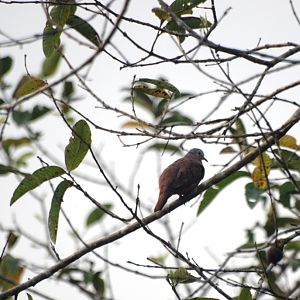 Ruddy Ground-Dove in La Fortuna, 19/04/14