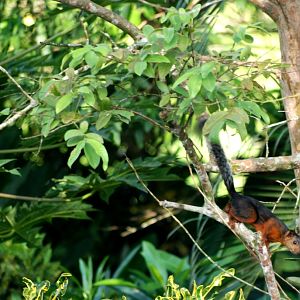 Variegated Squirrel in La Fortuna, 19/04/14