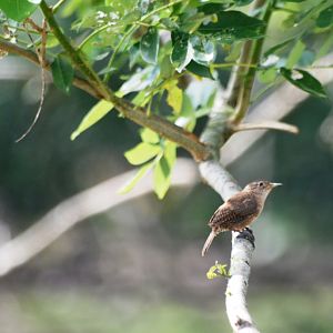 House Wren in La Fortuna, 19/04/14