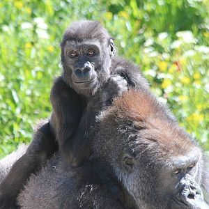 Western Lowland Gorillas