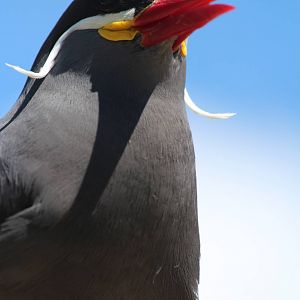 Inca Tern