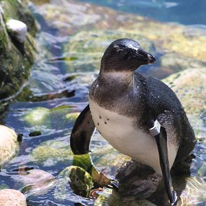 Juvenile African Penguin