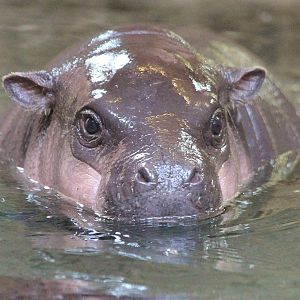 Pygmy Hippo calf