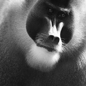 Drill portrait (Edit)