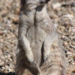 I may not be a fan, but here is a Meerkat; 6th May 2014