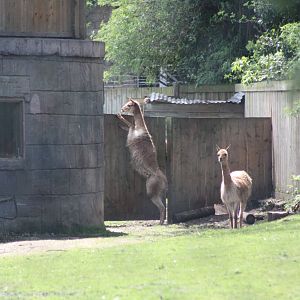 Time for a quick peek at the penguins, 6th May 2014