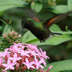 Black-bellied Hummingbird
