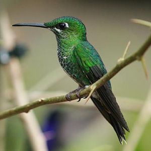 Green-crowned Brilliant