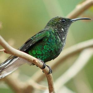 Coppery-headed Emerald