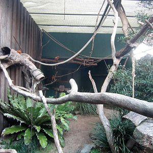 Golden Lion Tamarin enclosure