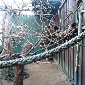 Cottontop Tamarin enclosure