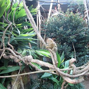 Pygmy Marmoset enclosure