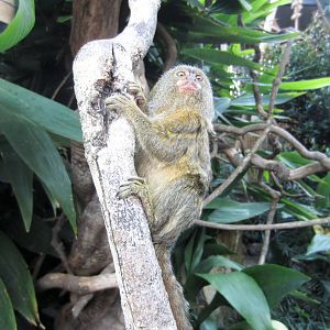 Pygmy Marmoset