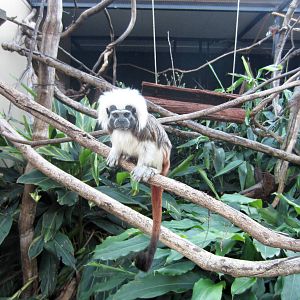 Cottontop Tamarin