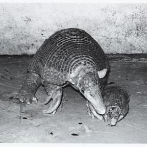 Giant armadillo with young