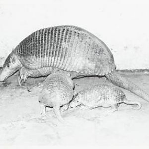 Giant armadillo with 2 other armadillos