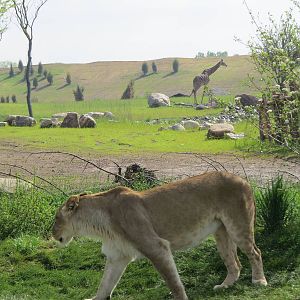 Lioness ready for a hunt