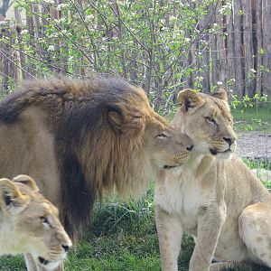 Columbus Zoos Lion trio